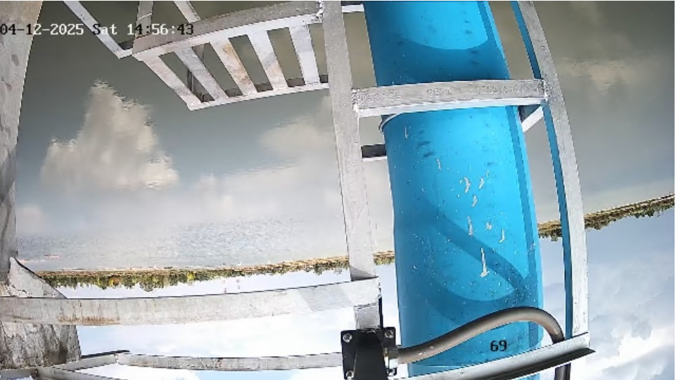 cctv21